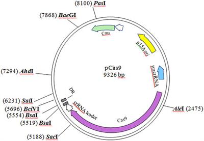 Wobble Editing of Cre-box by Unspecific CRISPR/Cas9 Causes CCR Release and Phenotypic Changes in Bacillus pumilus